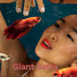 Giant Betta